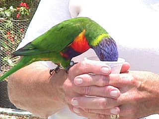 Humming Birds and Finches - Slide #31