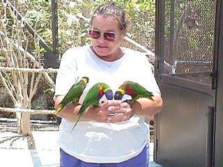 Humming Birds and Finches - Slide #32