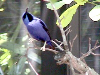Humming Birds and Finches - Slide #33