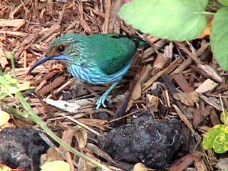 Humming Birds and Finches - Slide #34
