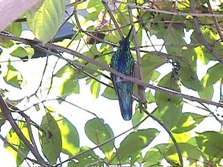 Humming Birds and Finches - Slide #37