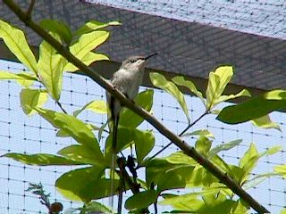Humming Birds and Finches - Slide #39