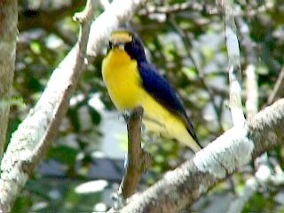 Humming Birds and Finches - Slide #41