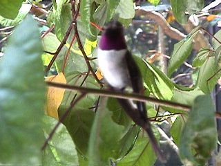 Humming Birds and Finches - Slide #43