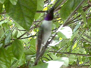 Humming Birds and Finches - Slide #44