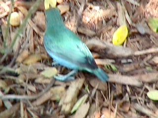 Humming Birds and Finches - Slide #46