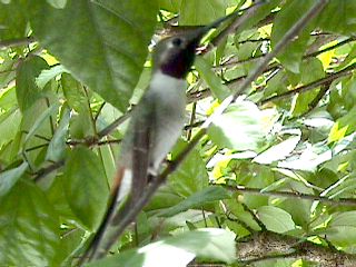 Humming Birds and Finches - Slide #48