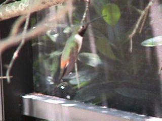 Humming Birds and Finches - Slide #49