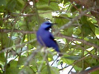 Humming Birds and Finches - Slide #50