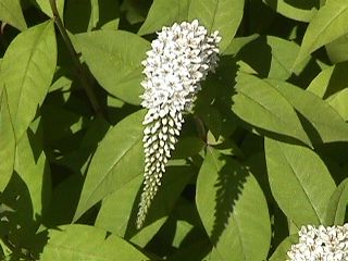Bridge of Flowers #7