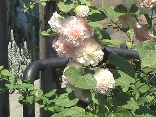 Bridge of Flowers #9