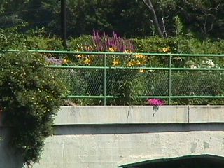 Bridge of Flowers #10