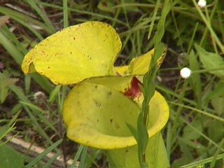 Georgia Trip ( 1999 ) #10
