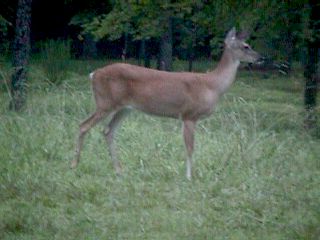 Georgia Trip ( 1999 ) #12