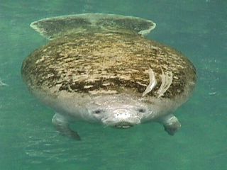 Manatee Photos #1