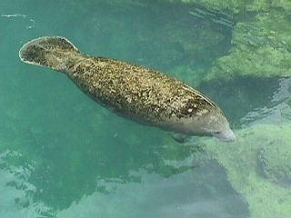 Manatee Photos #2