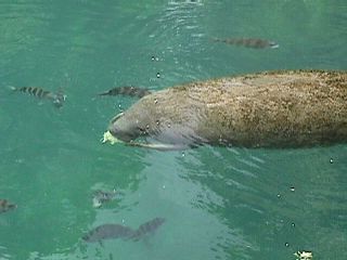 Manatee Photos #3