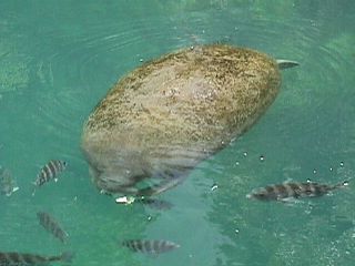 Manatee Photos #4