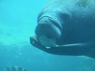 Manatee Photos #5