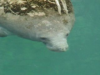 Manatee Photos #6