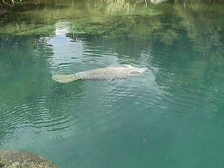 Manatee Photos #9
