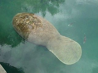 Manatee Photos #10