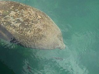 Manatee Photos #11