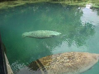 Manatee Photos #12