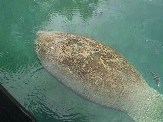 Manatee Photos #14