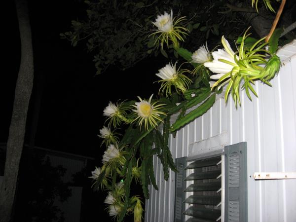 Nightblooming cereus 2012 - Slide 1