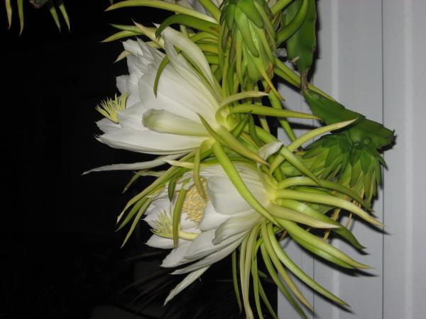 Nightblooming cereus 2012 - Slide 2
