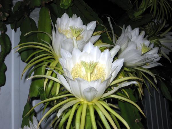 Nightblooming cereus 2012 - Slide 3