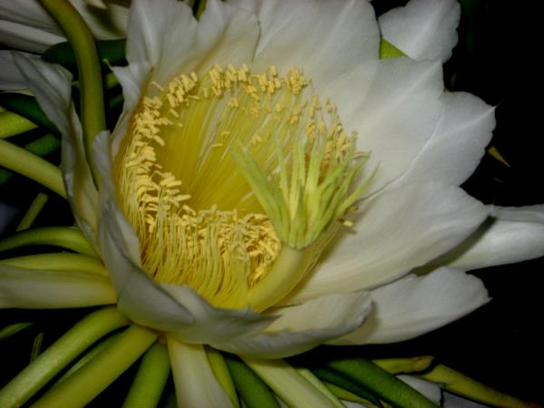 Nightblooming cereus 2012 - Slide 4
