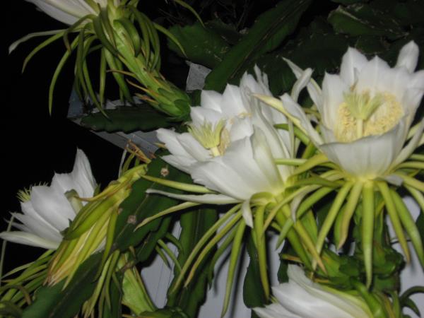 Nightblooming cereus 2012 - Slide 5
