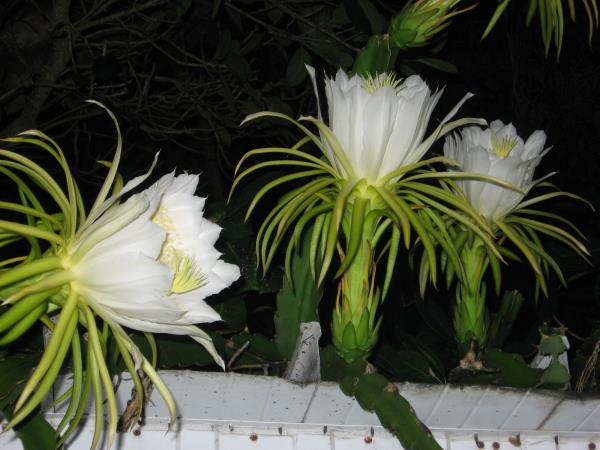 Nightblooming cereus 2012 - Slide 6