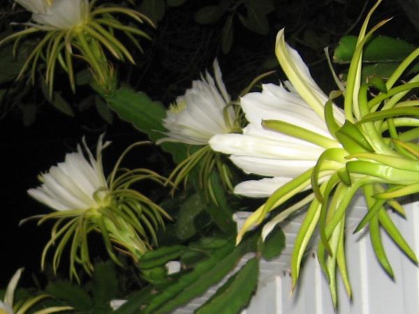 Nightblooming cereus 2012 - Slide 8