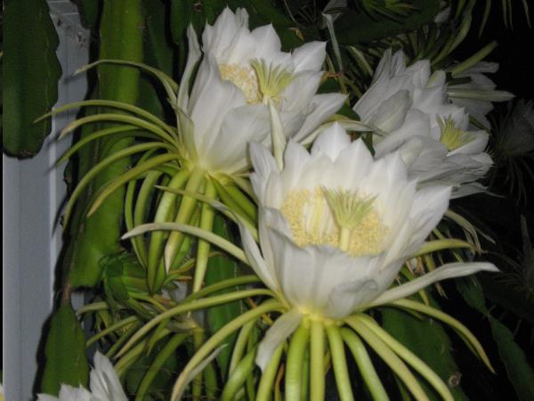 Nightblooming cereus 2012 - Slide 9