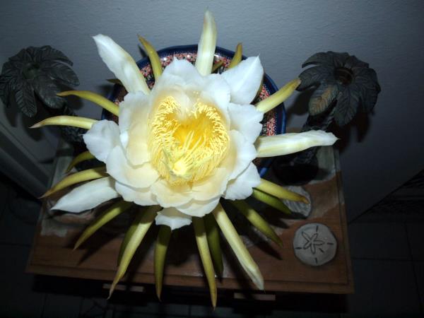 Nightblooming cereus 2012 - Slide 10