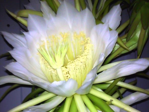Nightblooming cereus 2012 - Slide 11