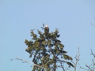 Nova Scotia Trip 1998 #6