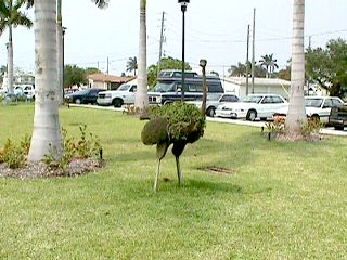 Florida City #13