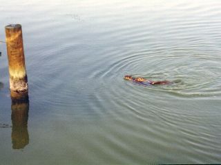 Photo Album Slide #6