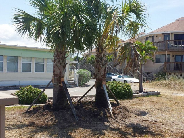 New Trees at Gulf to Bay<br> Photo by Don Pease -  Slide  9