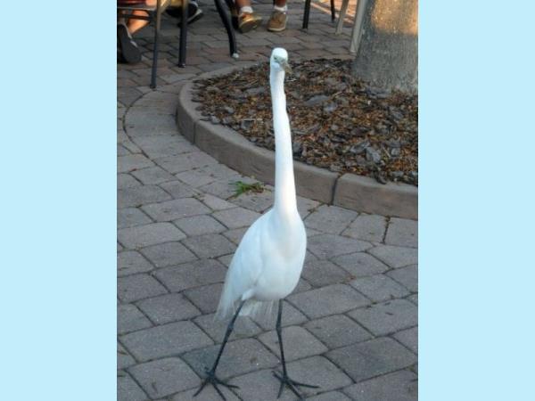 Nora and Jeno's Farewell Party <br> Photos by Rene Dube - Slide 28